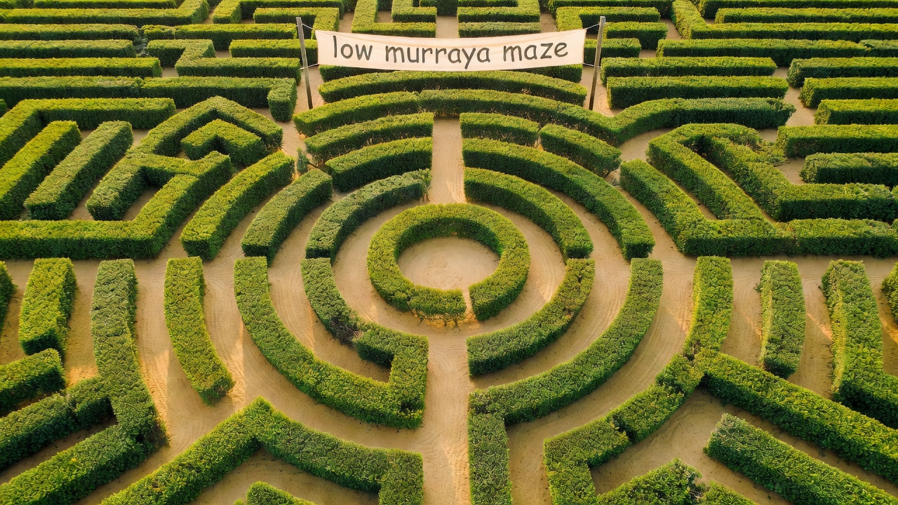 Low orange jasmine hedge maze seen from above with sandy paths between the hedges